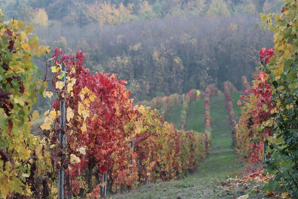 Apartmán La Terrazza Sul Monferrato Ozzano Monferrato Exteriér fotografie